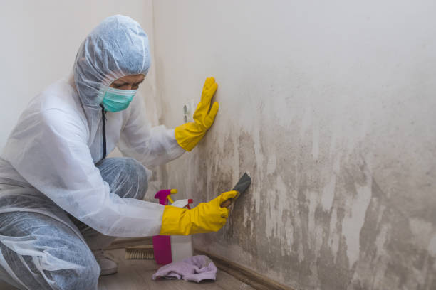 Best Mold Damage Restoration  in Hercules, CA